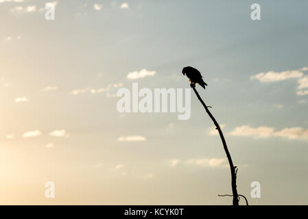 Osprey appollaiato su un albero morto a caccia di pesci nel lago wallowa, Oregon. Foto Stock