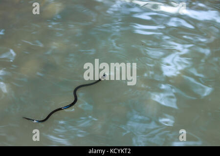 Un po' di nuoto di serpente in un lago Foto Stock