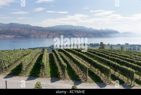 Filari di viti presso la missione di collina cantina immobiliare in Kelowna British Columbia. Foto Stock