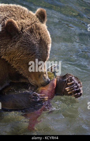 Orso grizzly (Ursus arctos horribilis), femmina adulta, alimentando sul Salmone Sockeye (Oncorhynchus nerka), Central British Columbia, Canada Foto Stock