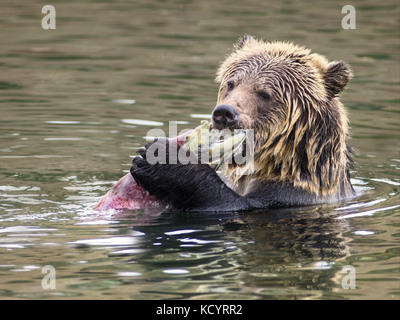 Orso grizzly (Ursus arctos horribilis), Sub-Adult, in acqua di salmone alimentazione stream sul Salmone Sockeye (Oncorhynchus nerka), Central British Columbia, Canada Foto Stock