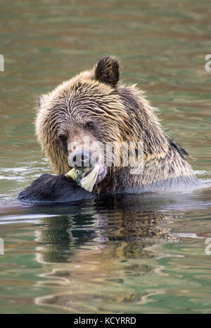 Orso grizzly (Ursus arctos horribilis), Sub-Adult, in acqua di salmone alimentazione stream sul Salmone Sockeye (Oncorhynchus nerka), Central British Columbia, Canada Foto Stock