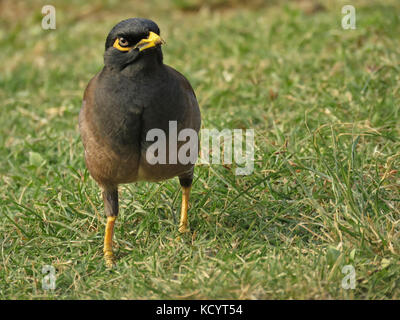 Myna comune (Acridotheres tristis) visto in Kailua-Kona, Hawaii Foto Stock