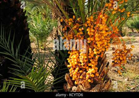 Data palm (Phoenix dactylifera) nella foresta di palme conosciuta come El Palmeral. Elche, Alicante, Spagna Foto Stock