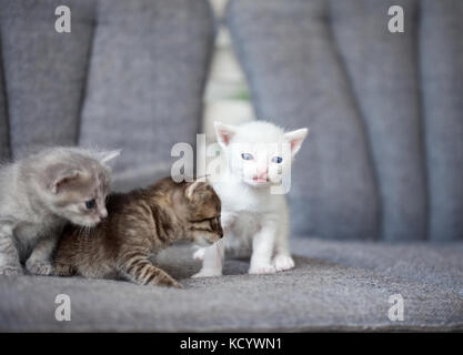 Gruppo di piccoli di 3 settimane di età i gattini Foto Stock