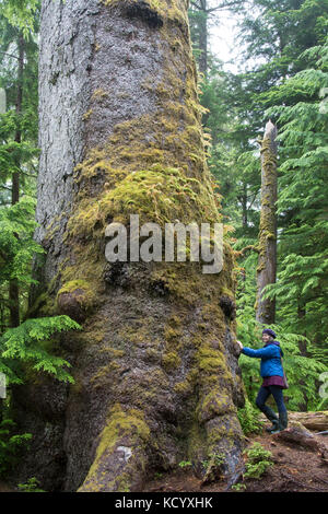 Antica Sitka Spruce, Picea sitchensis, Windy Bay, Gwaii Haanas Parco Nazionale e Riserva Haida Heritage Site, Haida Gwaii, precedentemente noto come Queen Charlotte Islands, British Columbia, Canada Foto Stock