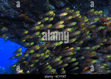 Scopa pigmea pesce (parapriacanthus ransonneti) sott'acqua nell'Oceano indiano Foto Stock