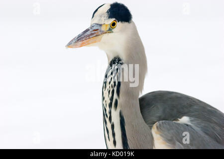 Ritratto di airone cinerino (Ardea cinerea) in Svezia. Foto Stock