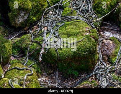 Red facciate serpenti giarrettiera emergente dal svernamento den durante l annuale rituale di accoppiamento, Narcisse tane di serpente, Narcisse, Manitoba, Canada. Foto Stock