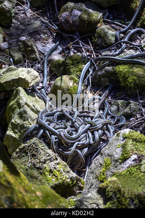 Red-sided Garter serpenti (Thamnophis sirtalis parietalis) in una sfera di accoppiamento nella Narcisse tane di serpente, Narcisse, Manitoba, Canada Foto Stock