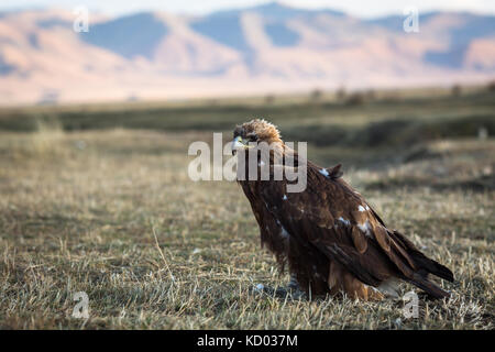 Giovani golden eagle siede sulla terra nella steppa mongola. Foto Stock