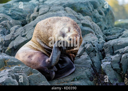 Steller leoni marini, aka northern Sea Lion, eumetopias jubatus, arcipelago di broughton provinciale parco marino, British Columbia, Canada. Foto Stock