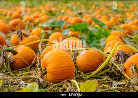 Le zucche per Halloween, pronte per la raccolta, sono giacenti su un campo Foto Stock