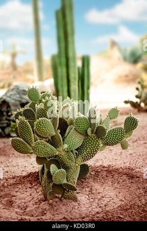 Esotici cactus enorme oasi nel deserto in africa, luminosa giornata di sole Foto Stock