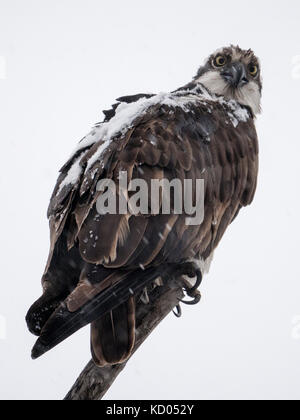 Osprey, Pandion haliaetus Calgary, Alberta Foto Stock