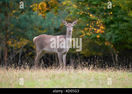 Femmina rosso cervo stag nell'ambiente naturale Foto Stock