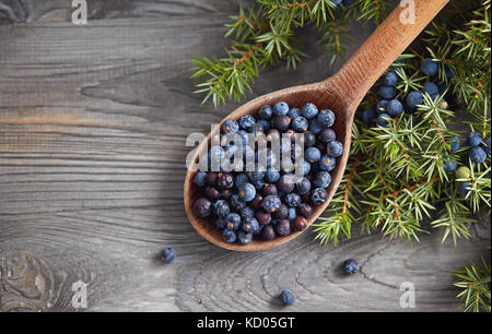 Cucchiaio di legno con semi di ginepro. Filiale di Juniper con bacche. Foto Stock