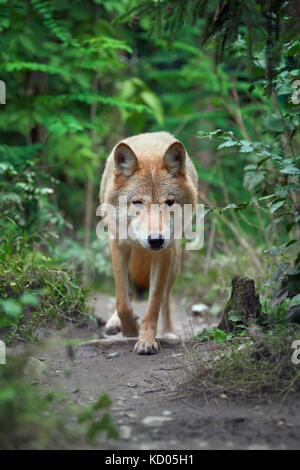 Legname caccia al lupo nella foresta Foto Stock