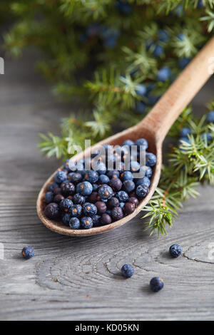 Cucchiaio di legno con semi di ginepro. Filiale di Juniper con bacche. Foto Stock
