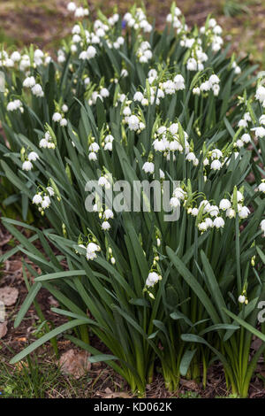 Leucojum aestivum, fiocco di neve estivo o Loddon Lily, fiorito in un prato con fiori Foto Stock