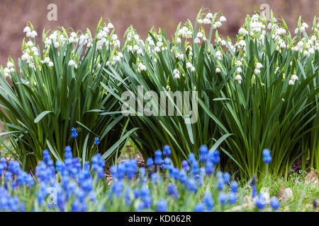 Leucojum aestivum White Snowflake o Loddon Lily, fiori di prato in giardino primaverile Muscari armeniacum Foto Stock