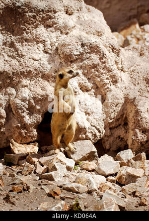 Meerkat in piedi accanto il suo foro Foto Stock