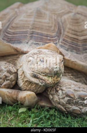 Sulcata tartaruga prato di ioni di close-up verticale Foto Stock