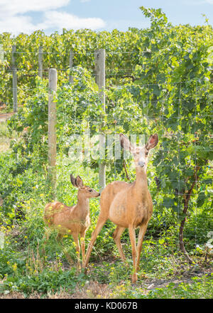 Mule Deer doe e la Capretta in piedi al di fuori del vigneto Foto Stock