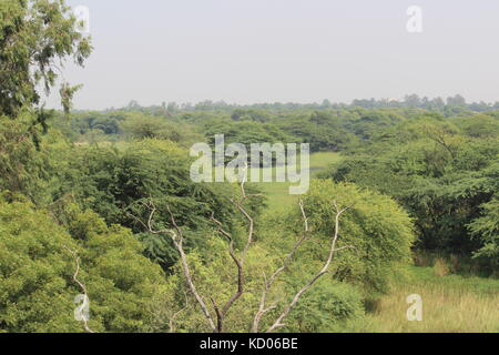 Vista aerea di sultanpur parco nazionale da bird watching tower Foto Stock