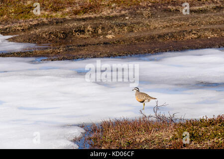 Beccaccia (Charadrius morinellus) in estate piumaggio di allevamento su un laghetto congelato nella tundra artica sul Monte Storsteinen. Tromso, Troms, Norvegia Foto Stock