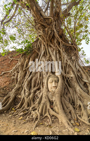 Testa di Buddha in radici di albero in Wat Mahathat , Ayuthaya , della Thailandia Foto Stock