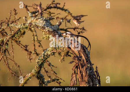 Un perno maschio-Vedova orientale del codato in allevamento piumaggio visualizzazione ad una femmina, Mara Naboisho Conservancy Kenya Africa Foto Stock