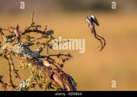 Un perno maschio-Vedova orientale del codato in allevamento piumaggio visualizzazione ad una femmina, Mara Naboisho Conservancy Kenya Africa Foto Stock