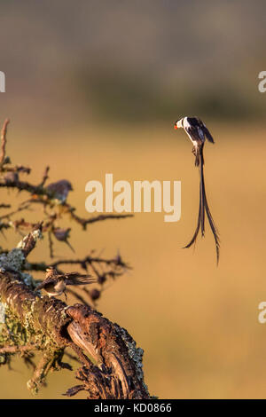 Un perno maschio-Vedova orientale del codato in allevamento piumaggio visualizzazione ad una femmina, Mara Naboisho Conservancy Kenya Africa Foto Stock