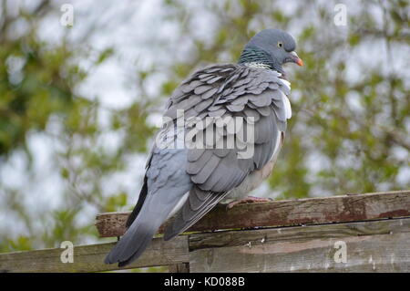 Pidgeon legno Foto Stock