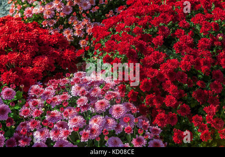 Profondo rosso e rosa crisantemi invasati. Foto Stock