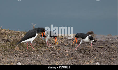 Primo piano i divertenti uccelli ostriche inglesi (Haematopus ostralegus) si abbassano, le querce si aprono in modo ampio, alimentando nel fango, lavorando insieme per sondare vermi, zone umide. Foto Stock