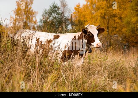 Un grande e mucca adulta mangia l'erba su un pascolo in campagna Foto Stock