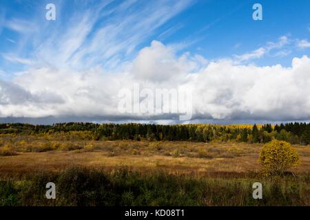 Vista della taiga e il blu infinito del cielo dalla periferia del paese con una boccola di solitario sul bordo della foresta nell'angolo destro Foto Stock