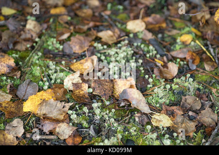 Caduta foglie tra polvere di tromba lichen Foto Stock