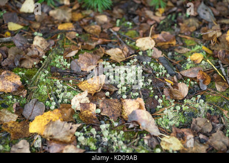 Caduta foglie tra polvere di tromba lichen Foto Stock