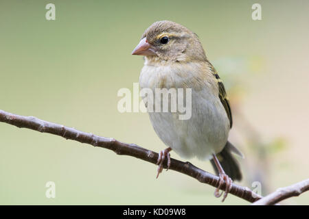 Fody rosso (foudia madagascariensis) femmina, Praslin, Seicelle Foto Stock