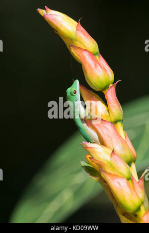 Piccolo giorno gecko (phelsuma astriata), Praslin, Seicelle Foto Stock