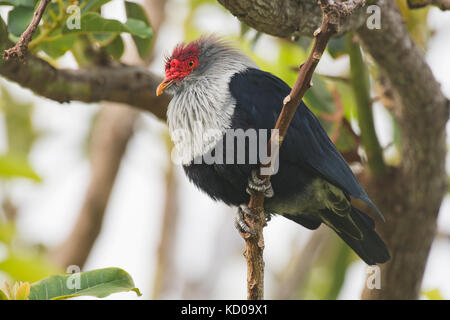 Seychelles blue pigeon, seychelles piccione blu (alectroenas pulcherrima), Praslin, Seicelle Foto Stock