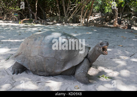 Aldabra tartaruga gigante (aldabrachelys gigantea), Praslin, Seicelle Foto Stock