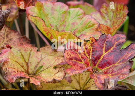 Darmera peltata le foglie in autunno Foto Stock