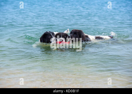 Landseer cucciolo sulla spiaggia Foto Stock