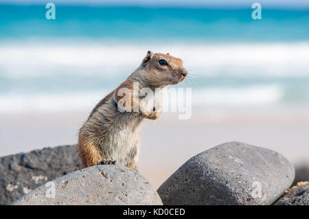 Barberia di massa (scoiattolo Atlantoxerus getulus) in posa sulle rocce con la spiaggia sullo sfondo. Piedras caidas Beach, Fuerteventura, Canarie Islan Foto Stock