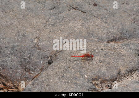 Scarlet palissone (diplacodes haematodes) bowling green bay national park (alligator creek), townsville, QLD, Australia Foto Stock