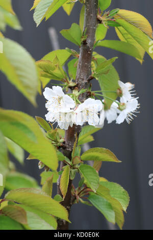 Immagine ravvicinata di lapins fiori di ciliegio in primavera Foto Stock